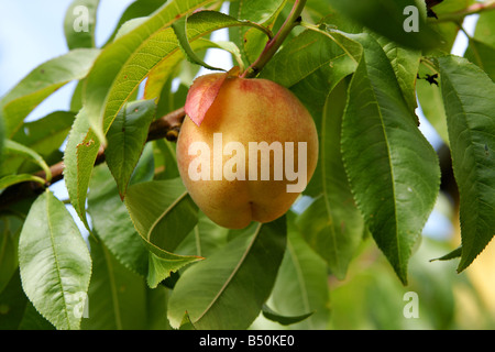 Una pesca matura sulla struttura ad albero Foto Stock