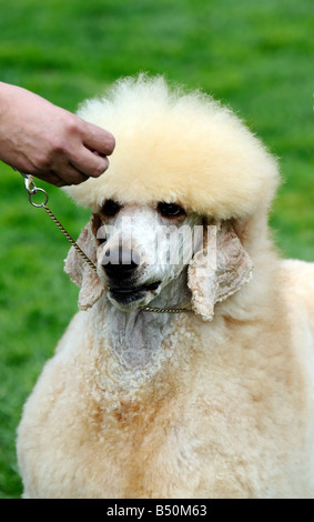 Ben tagliato cane barboncino a dog show Foto Stock
