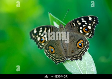 Junonia lemonias. Limone Pansy butterfly nella campagna indiana. Andhra Pradesh, India Foto Stock