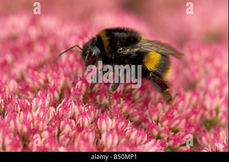 Bumblebee risveglio dopo aver trascorso la notte sul ghiaccio impianto Sedum spectabile a fine settembre Foto Stock