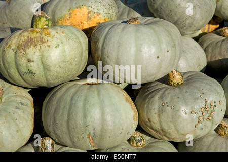 Pile di zucche del principe ereditario (Cucurbita maxima) in vendita al mercato all'aperto nel Sussex occidentale Foto Stock