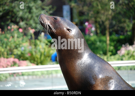 New York Zoo, Sealion Foto Stock