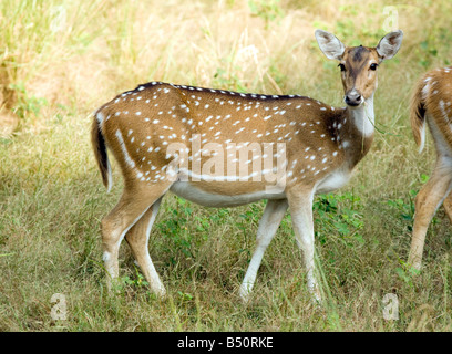 Una femmina di cervo maculato, o Chital, il parco nazionale di Ranthambore, Rajasthan, India Foto Stock