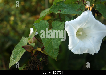 Graziosi fiori bianchi a Montrose pk, Edgware, London, England, Regno Unito Foto Stock