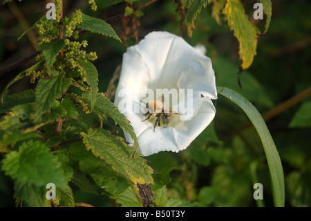 Bee in fiori bianchi a Montrose pk, Edgware, London, England, Regno Unito Foto Stock