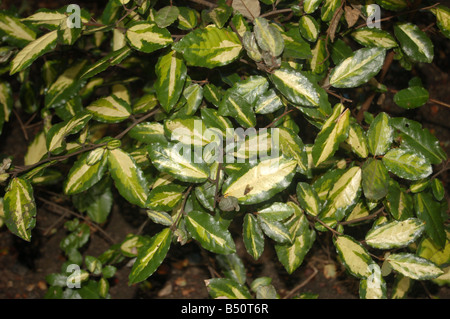 Piuttosto fiori verdi a Montrose pk, Edgware, London, England, Regno Unito Foto Stock