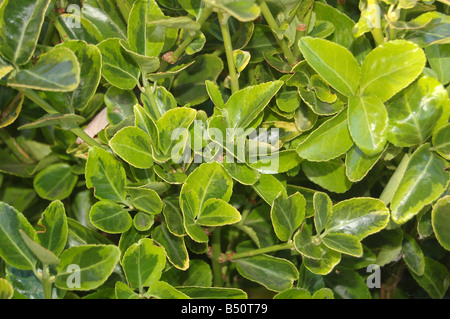 Foglie di albero a Montrose pk, Edgware, London, England, Regno Unito Foto Stock