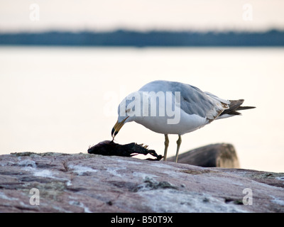 Un gabbiano aringhe (Larus argentatus) assaporerete il pesce gatto per la cena Foto Stock