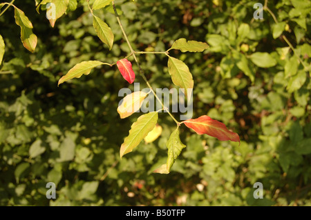 Foglie di albero a Montrose pk, Edgware, London, England, Regno Unito Foto Stock