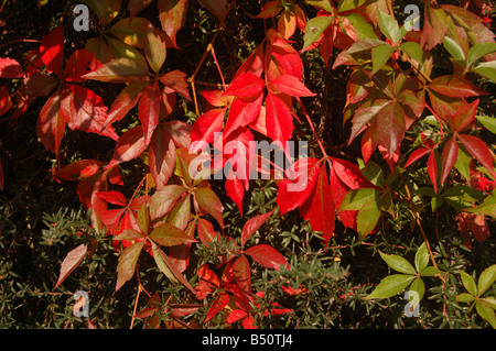 Piuttosto le foglie a Montrose pk, Edgware, London, England, Regno Unito Foto Stock