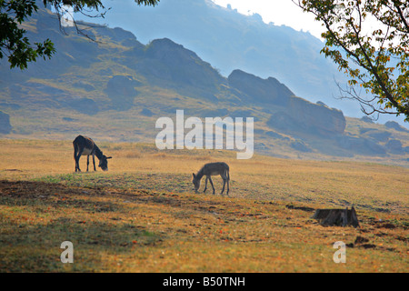 Asini in una fattoria in Macedonia Foto Stock