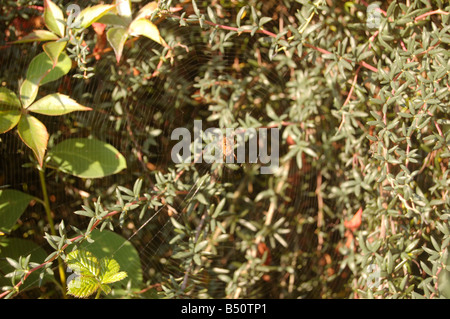 Foglie di albero a Montrose pk, Edgware, London, England, Regno Unito Foto Stock