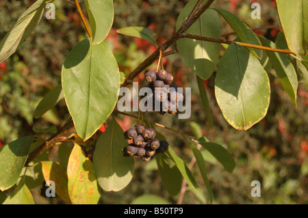 Foglie di albero a Montrose pk, Edgware, London, England, Regno Unito Foto Stock