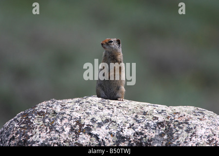 Uinta scoiattolo massa Spermophilus armatus seduti sulla roccia e di controllo di area circostante nel parco di Yellowstone in luglio Foto Stock