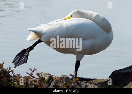 Un singolo Whooper Swan e permanente in appoggio su una gamba al sole Foto Stock