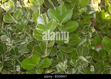 Foglie di albero a Montrose pk, Edgware, London, England, Regno Unito Foto Stock