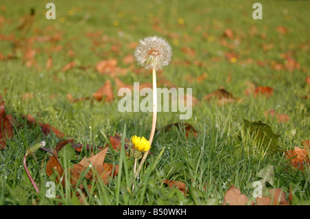 Graziosi fiori a Montrose pk, Edgware, London, England, Regno Unito Foto Stock