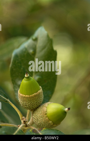 Ghiande di leccio Quercus ilex con foglie sempreverdi Foto Stock