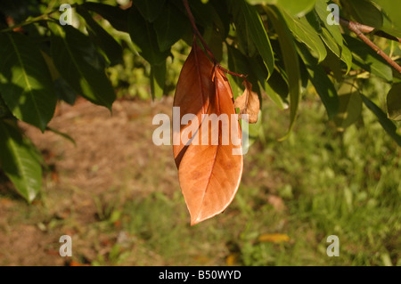 Foglie di albero a Montrose pk, Edgware, London, England, Regno Unito Foto Stock