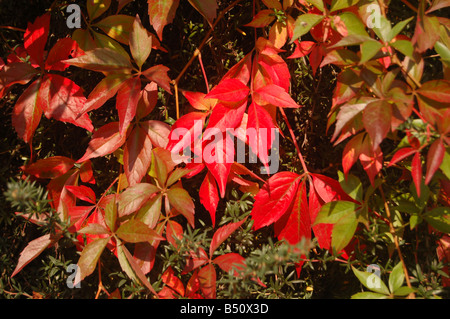 Piuttosto le foglie a Montrose pk, Edgware, London, England, Regno Unito Foto Stock