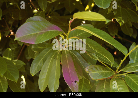 Piuttosto le foglie a Montrose pk, Edgware, London, England, Regno Unito Foto Stock