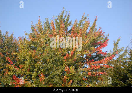 Un grazioso albero colorato a Montrose pk, Edgware, London, England, Regno Unito Foto Stock