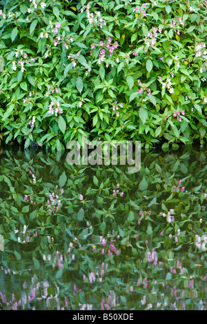 L'Himalayan Balsamina Impatiens glandulifera, crescente da un canale. Regno Unito Foto Stock