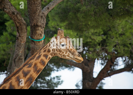 Una giraffa di pascolare su foglie Foto Stock