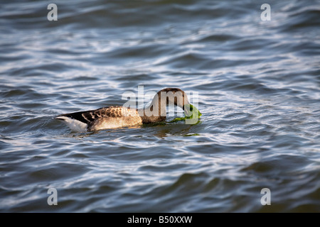 Brent goose Branta bernicla nuoto con alghe Foto Stock