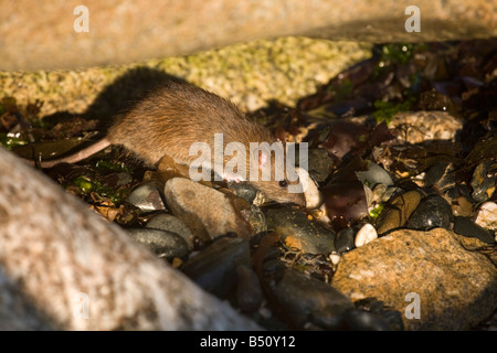 Brown rat Rattus norvegicus su una spiaggia della Cornovaglia Foto Stock