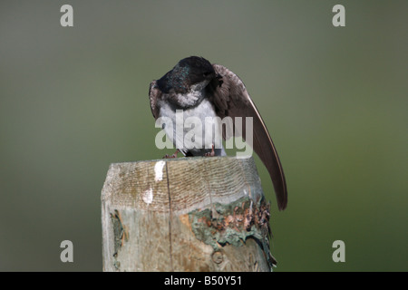 Tree Swallow Tachycineta bicolor preening sul palo da recinzione di terreni agricoli limitrofi vicino Henry's Lake Park Montana in luglio Foto Stock