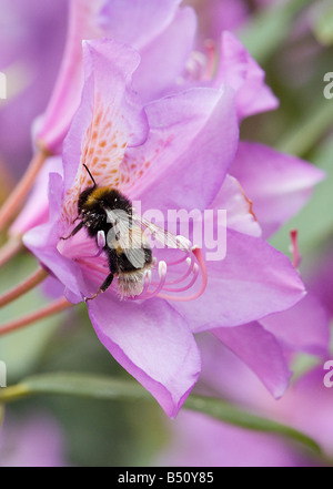 Bumblebee rovistando in Rhododendron ponticum fiori con polline di crema sul corpo aids impollinazione quando si vola verso il prossimo fiore Foto Stock