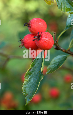Crataegus baroussana frutti di rugiada Foto Stock
