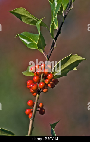 Holly Ilex aquifolium fruttificazione Foto Stock