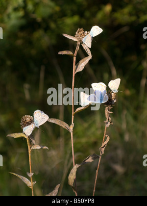 Una colonia del comune blue butterfly, sono ' appollaiati in serata Foto Stock