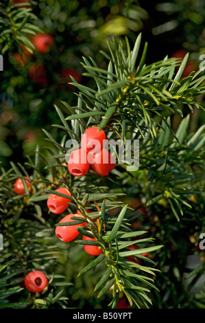 Red yew arils Taxus baccata con singolo seme tutte le parti della struttura eccetto che per l'aril sono altamente tossici Foto Stock