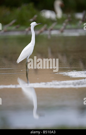 Garzetta Egretta garzetta Foto Stock