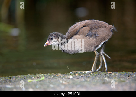 Moorhen Gallinula chloropus giovani Foto Stock