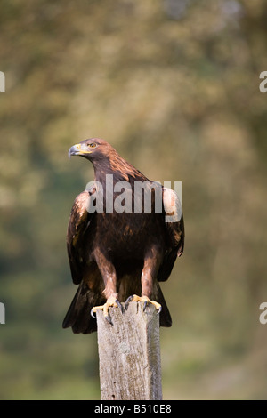 Aquila reale Aquila chrysaetos captive bird Foto Stock