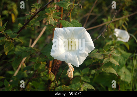 Graziosi fiori bianchi a Montrose pk, Edgware, London, England, Regno Unito Foto Stock