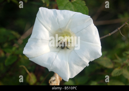 Bee in fiori bianchi a Montrose pk, Edgware, London, England, Regno Unito Foto Stock