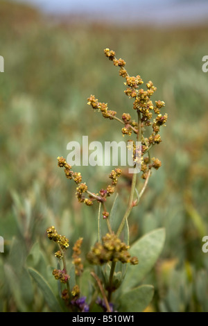 Sea purslane Atriplex portulacoides Foto Stock