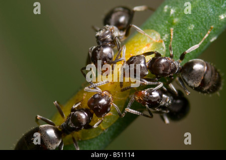 Le formiche tendente soft scala marrone di insetti e di alimentazione sulla loro melata Foto Stock