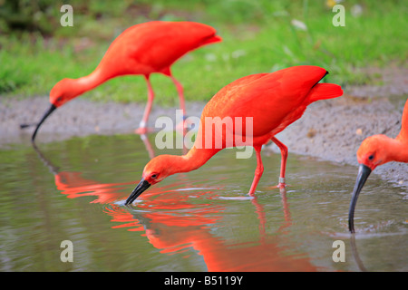 Scarlet Ibis (Eudocimus ruber) gli uccelli Foto Stock