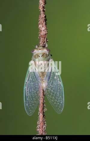 Cicala Tibicen affilatura appena emerse Sinton adulti Corpus Christi Coastal Bend Texas USA Foto Stock