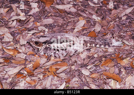 Comune Nyctidromus Pauraque albicollis adulto su nest Sinton Corpus Christi Coastal Bend Texas USA Foto Stock