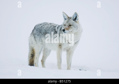 Coyote Canis latrans adulto nella neve il Parco Nazionale di Yellowstone Wyoming USA Foto Stock