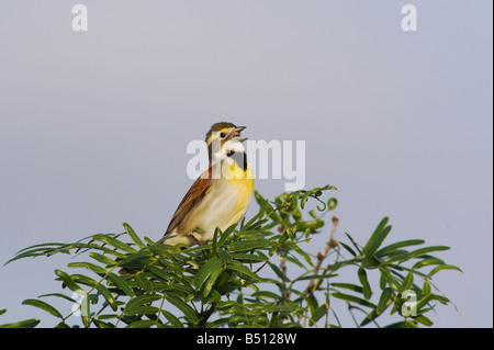 Dickcissel Spiza americana di canto maschio Sinton Corpus Christi Coastal Bend Texas USA Foto Stock