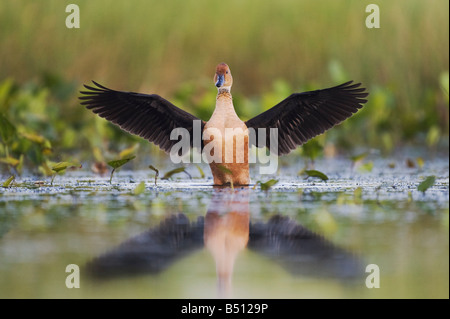 Fulvous Whistling-Duck Dendrocygna bicolor adulto ali spreading Sinton Corpus Christi Coastal Bend Texas USA Foto Stock