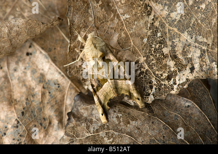 Sfumature di angolo moth Phlogophora meticulosa imita una foglia secca su foglie di scheletro imita una foglia secca Foto Stock